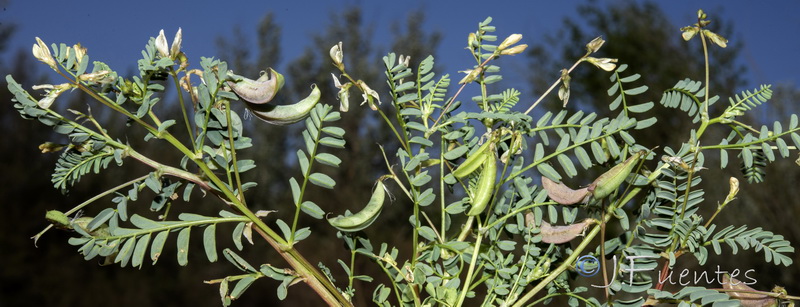Astragalus guttatus.05