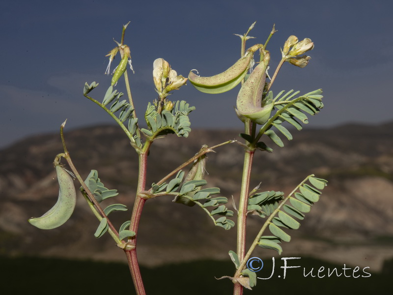 Astragalus guttatus.20
