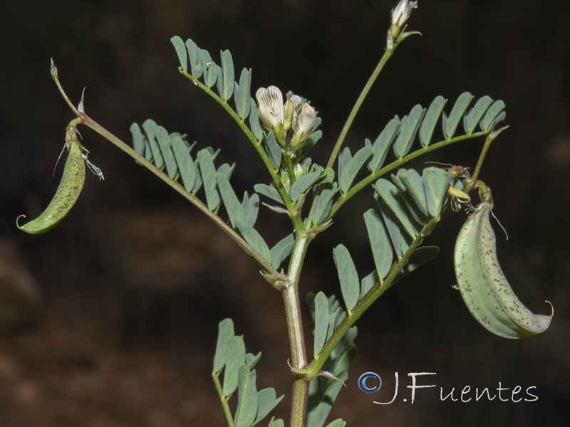 Astragalus guttatus.22