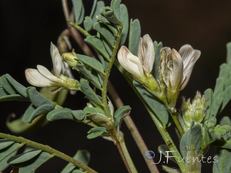Astragalus guttatus.24