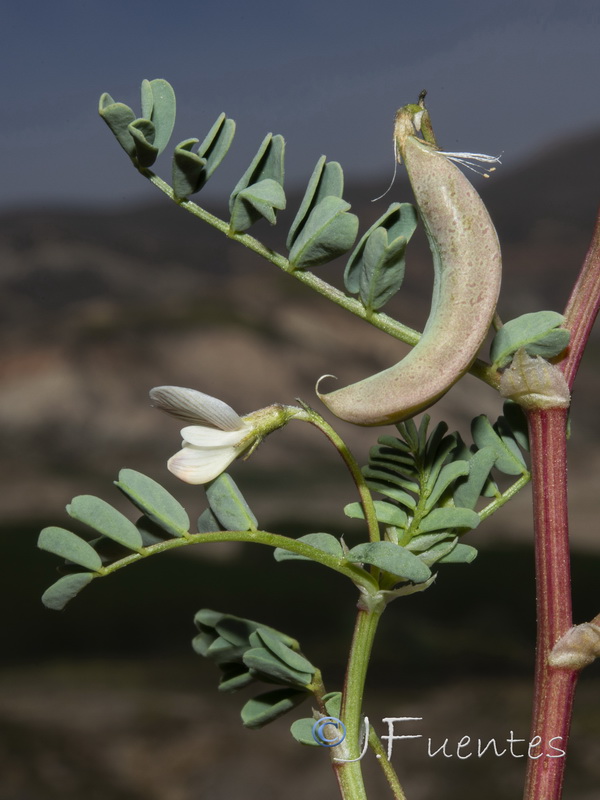 Astragalus guttatus.26