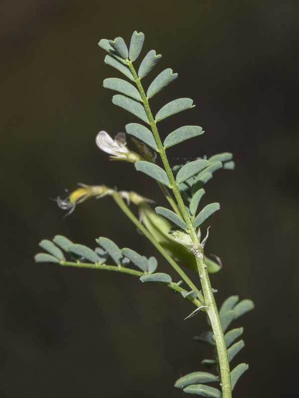 Astragalus guttatus.30