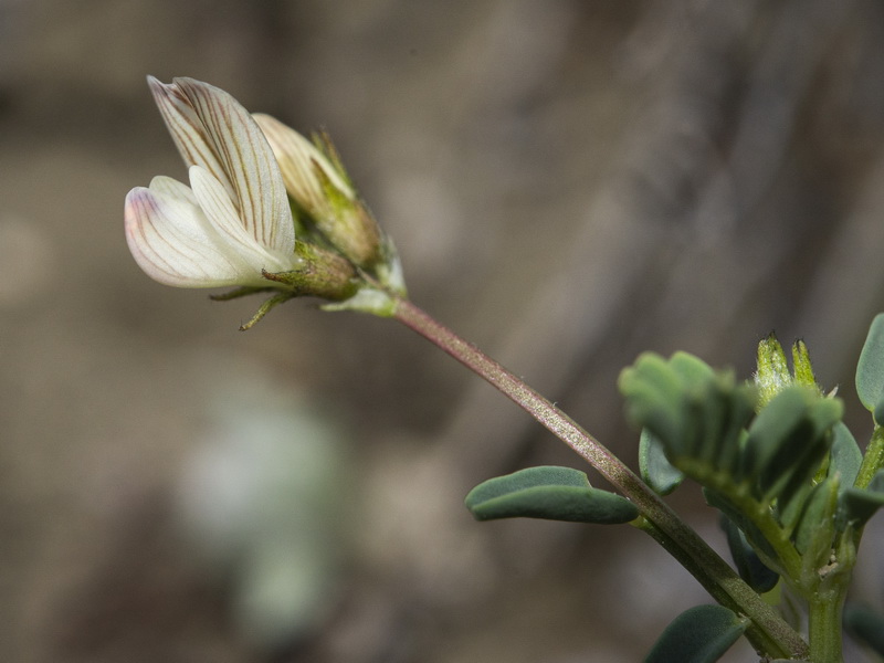 Astragalus guttatus.31