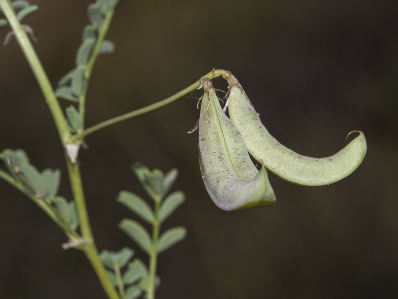 Astragalus guttatus.11