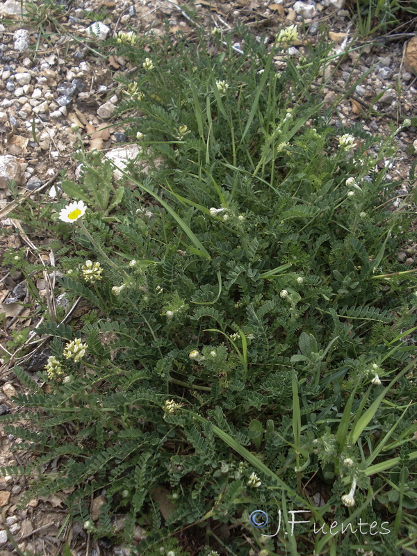 Astragalus hamosus.01