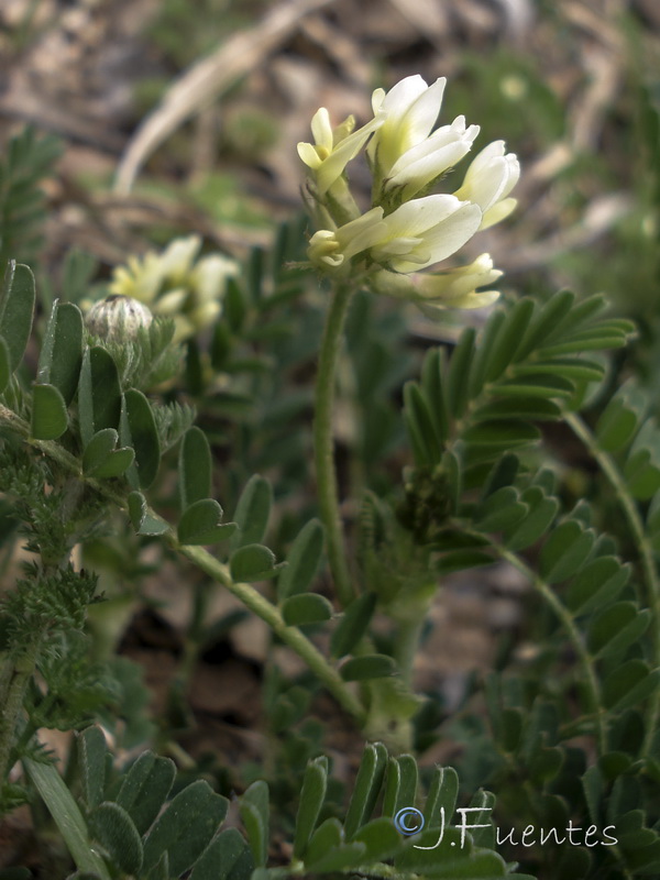 Astragalus hamosus.02