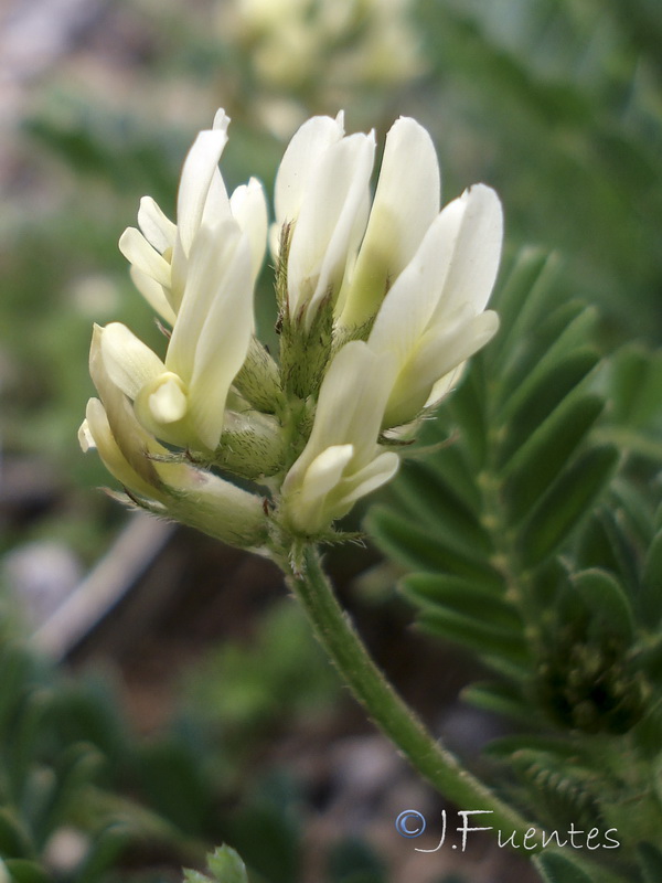 Astragalus hamosus.03