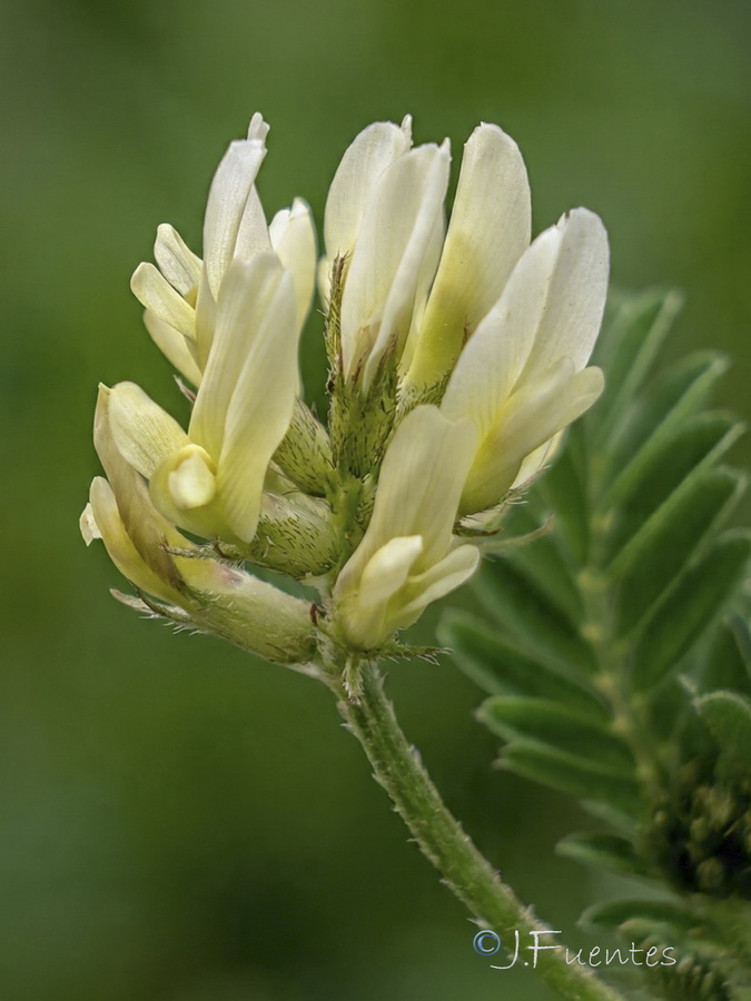 Astragalus hamosus.03b