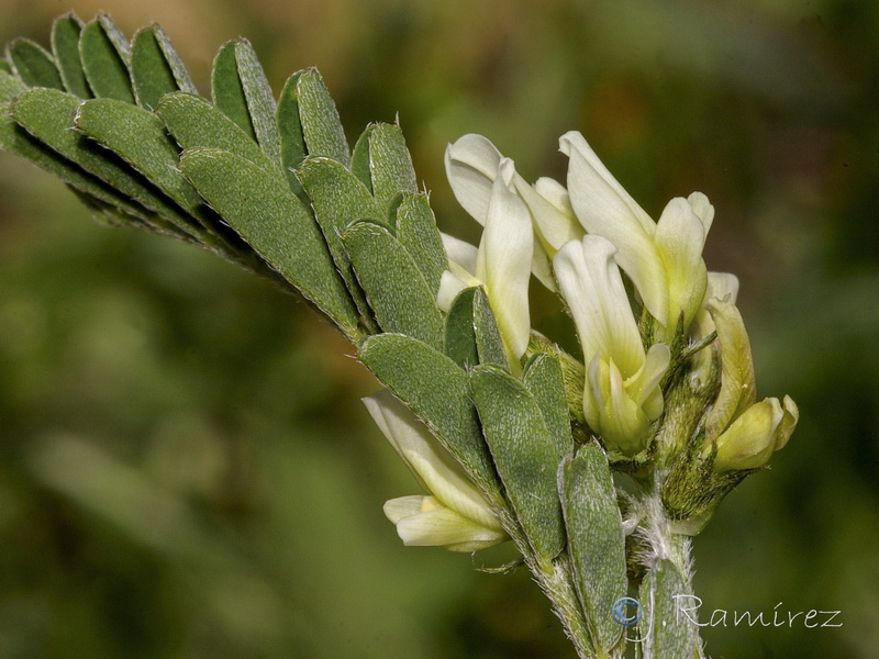 Astragalus hamosus.05
