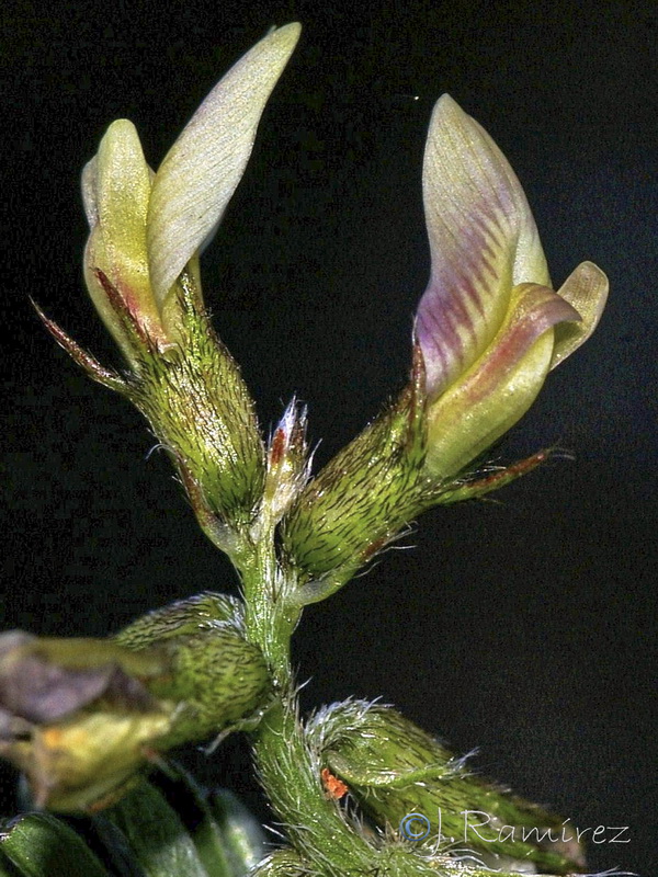 Astragalus hamosus.07