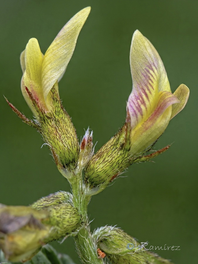 Astragalus hamosus.10b