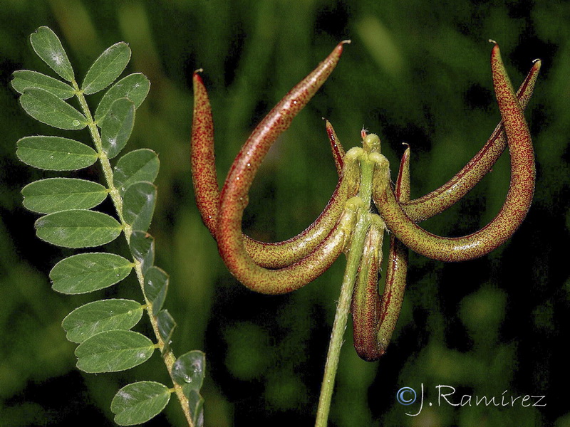 Astragalus hamosus.12