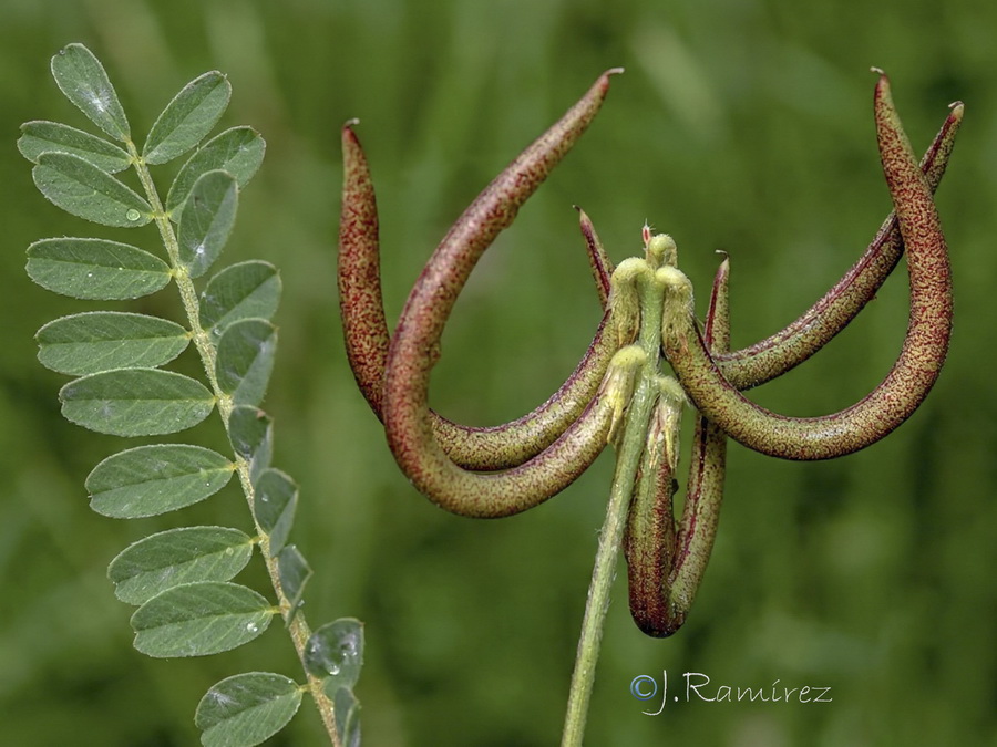 Astragalus hamosus.14b