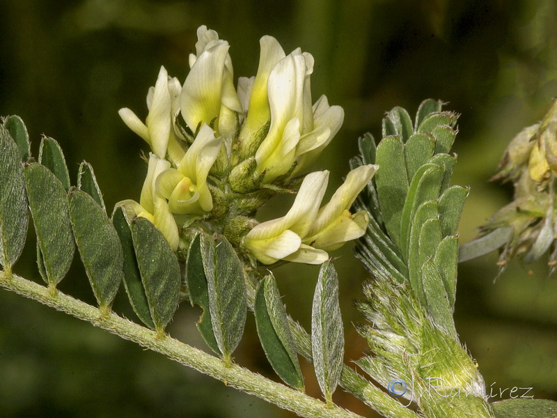 Astragalus hamosus.04