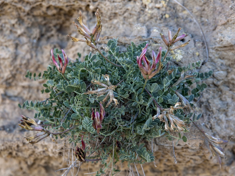 Astragalus incanus incanus.05