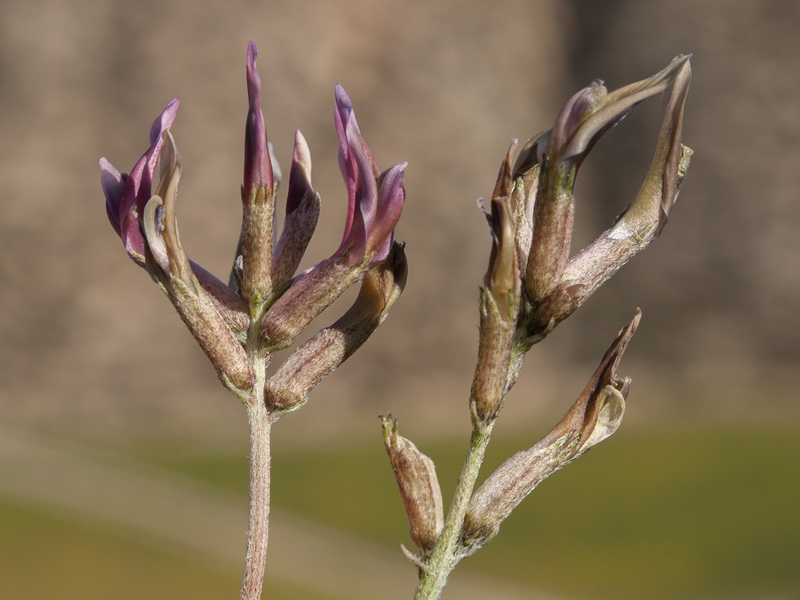 Astragalus incanus incanus.07