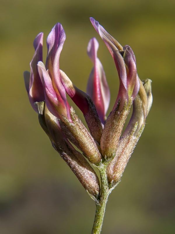 Astragalus incanus incanus.08