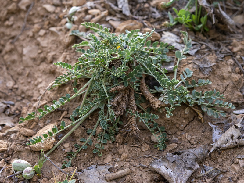 Astragalus incanus nummularioides.01