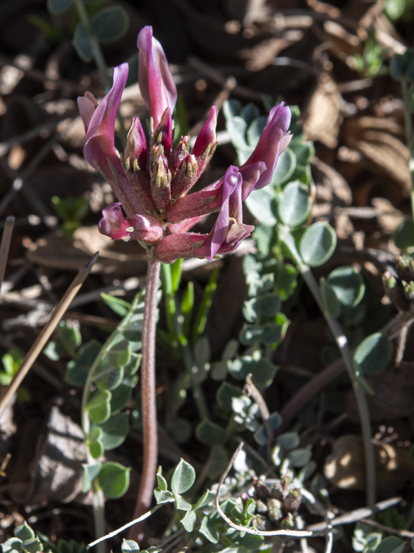 Astragalus incanus nummularioides.02