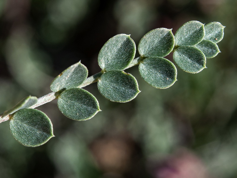 Astragalus incanus nummularioides.03
