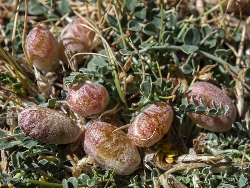Astragalus incanus nummularioides.08