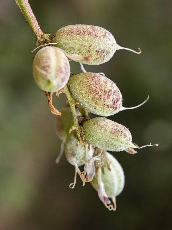 Astragalus incanus nummularioides.09