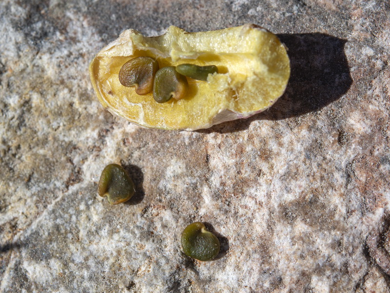 Astragalus incanus nummularioides.10