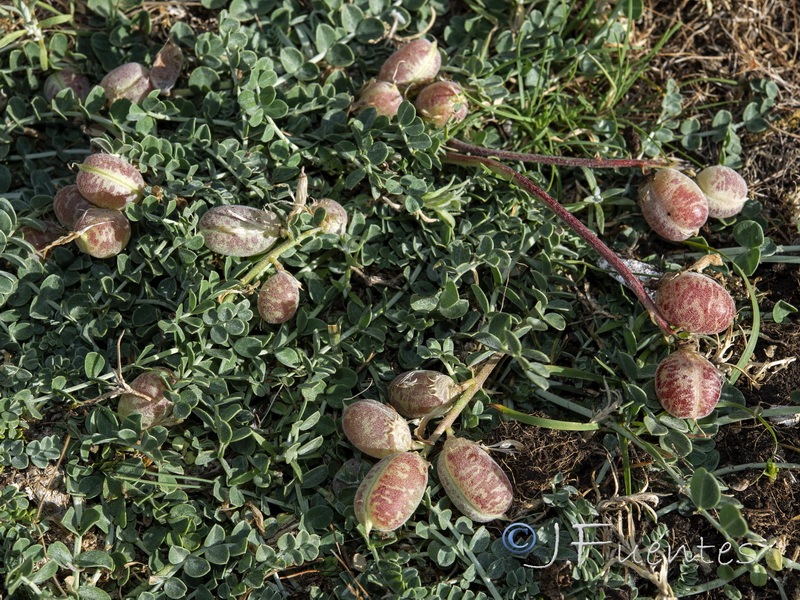 Astragalus incanus nummularioides.13