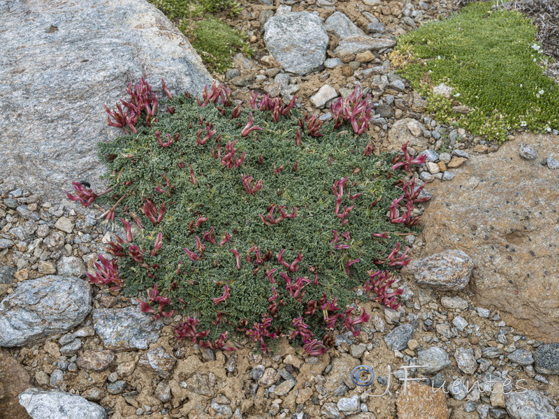 Astragalus incanus nummularioides.14