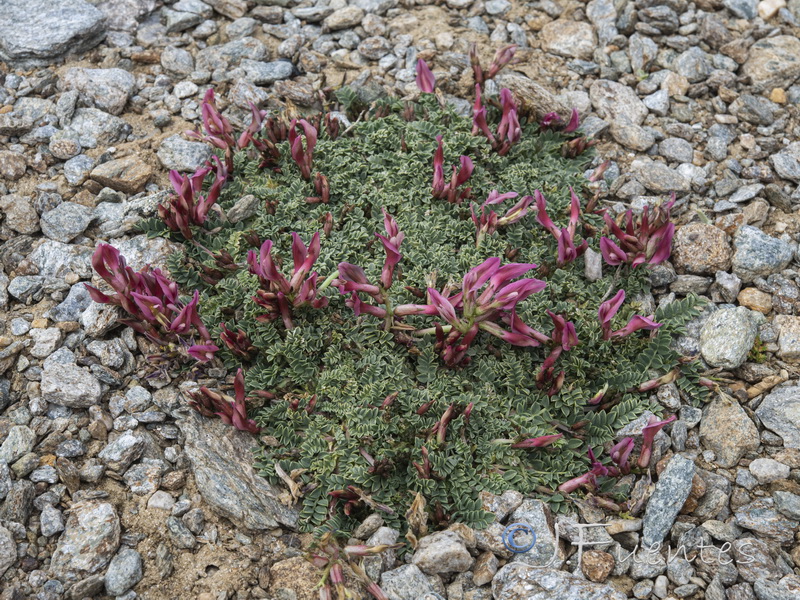 Astragalus incanus nummularioides.15