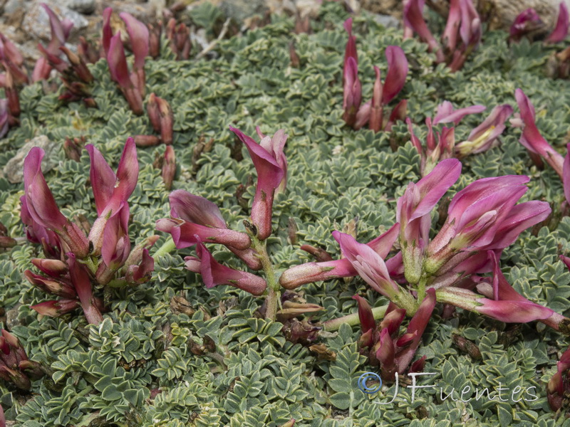 Astragalus incanus nummularioides.17