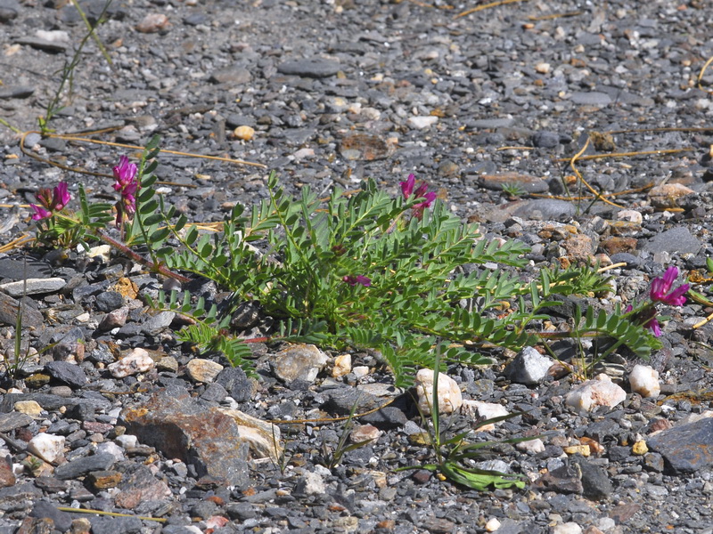 Astragalus longidentatus.01