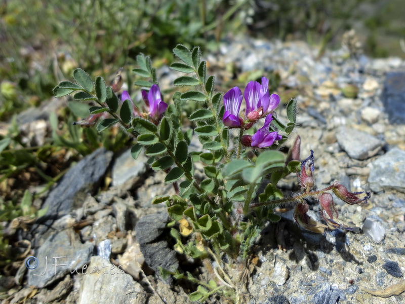 Astragalus longidentatus.02
