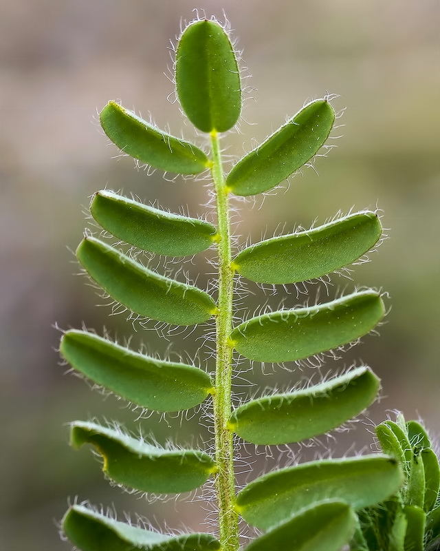 Astragalus longidentatus.04