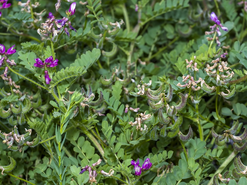 Astragalus longidentatus.07