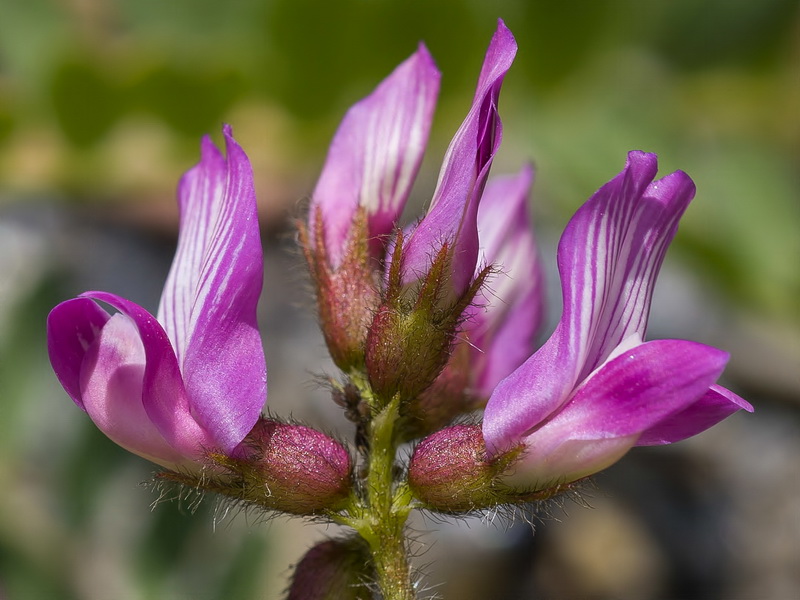 Astragalus longidentatus.10