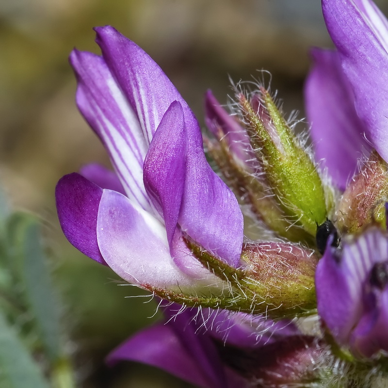 Astragalus longidentatus.13