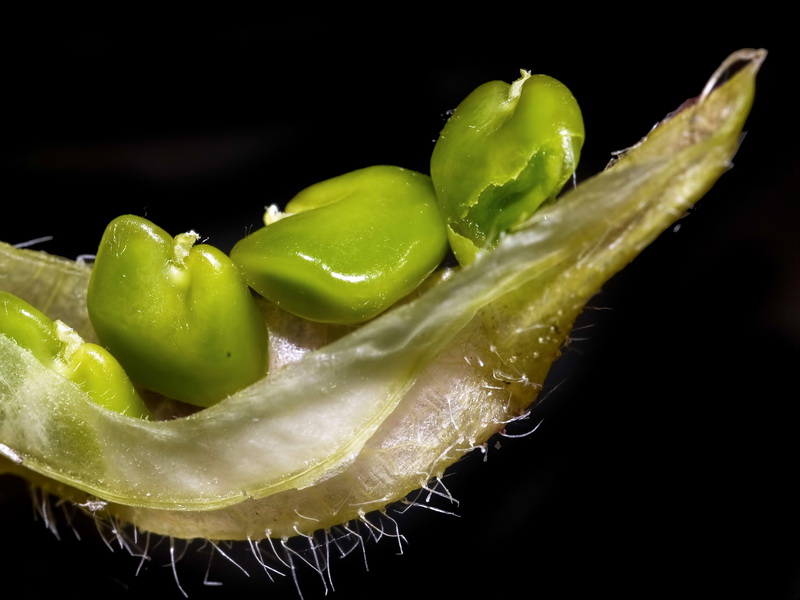 Astragalus longidentatus.16