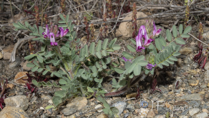 Astragalus longidentatus.17