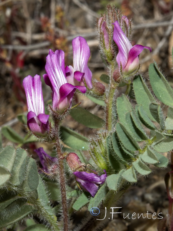 Astragalus longidentatus.18