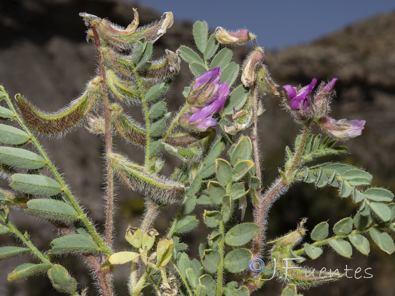 Astragalus longidentatus.22