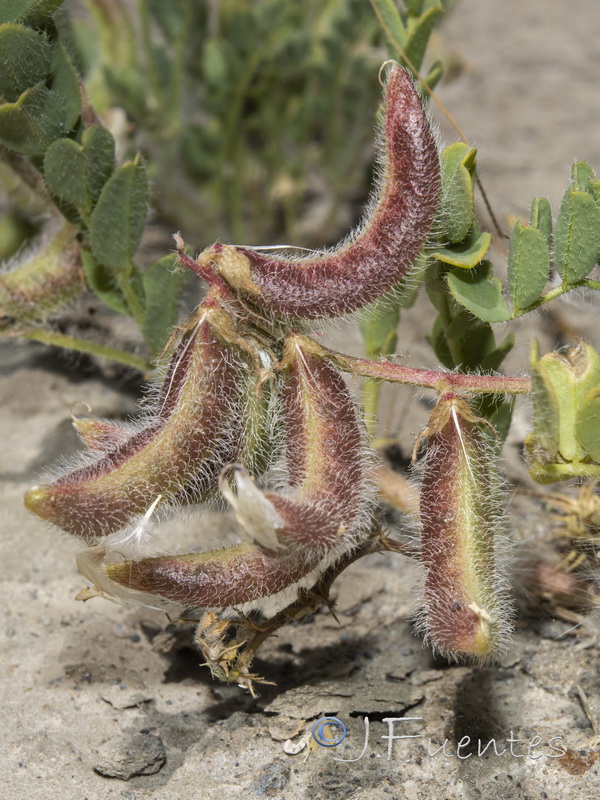 Astragalus longidentatus.23
