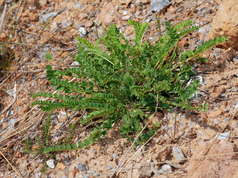 Astragalus monspessulanus gypsophyllus.02