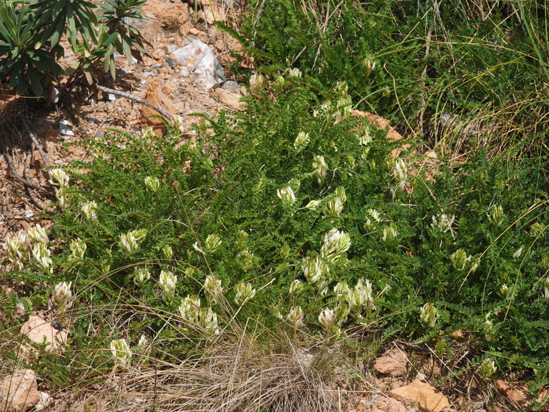 Astragalus monspessulanus gypsophyllus.04