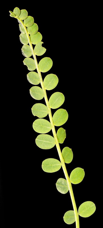 Astragalus monspessulanus gypsophyllus.05