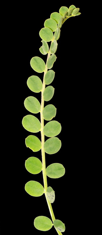 Astragalus monspessulanus gypsophyllus.06