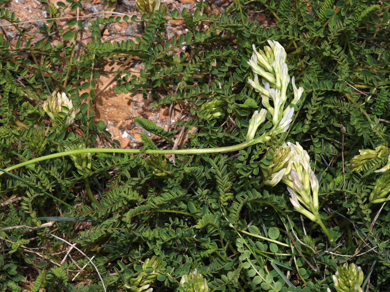 Astragalus monspessulanus gypsophyllus.07