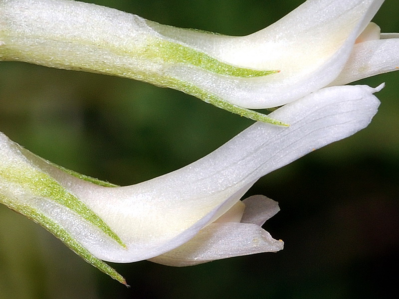 Astragalus monspessulanus gypsophyllus.09