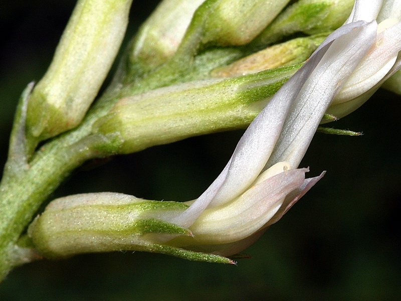 Astragalus monspessulanus gypsophyllus.10