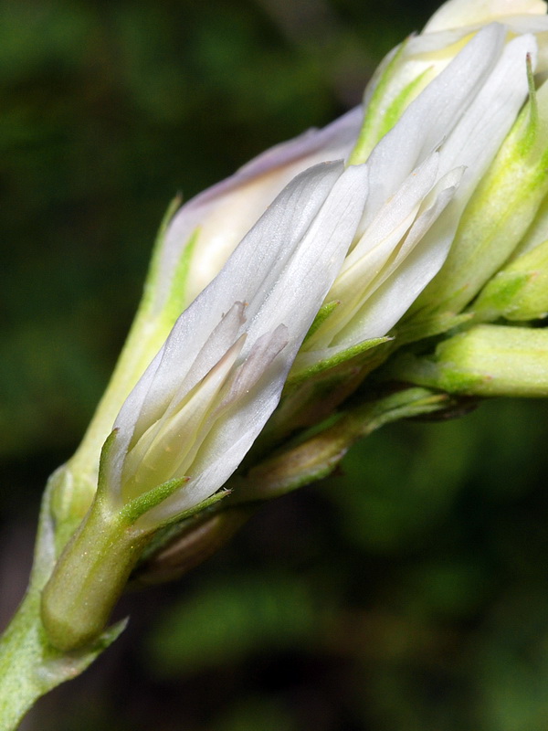 Astragalus monspessulanus gypsophyllus.11